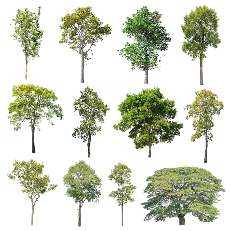 Foliage Varieties