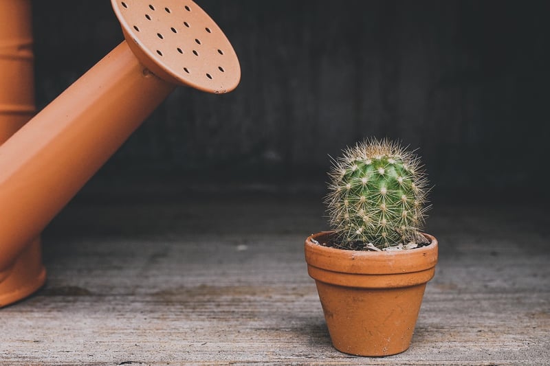 Self-watering Pots
