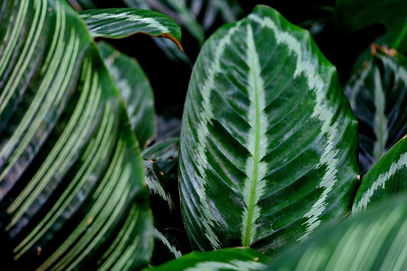 Calathea