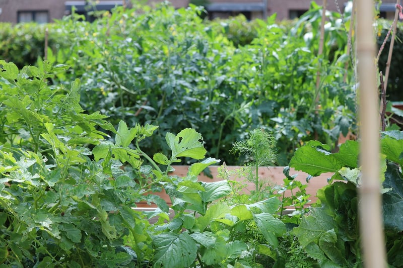 Raised bed garden